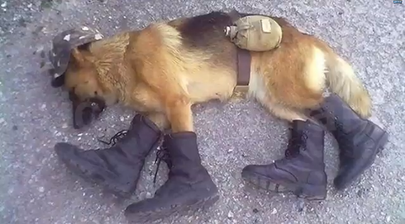 Самая злая  спящая боевая собака в мире!