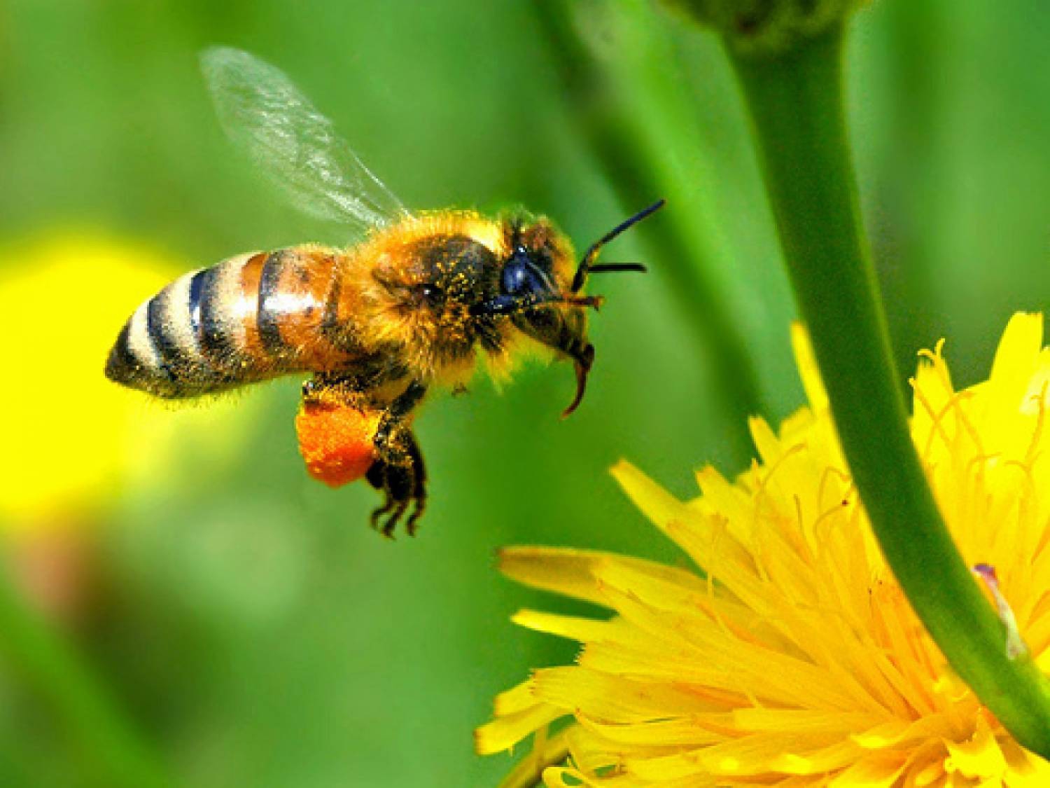 Porque las abejas hacen miel