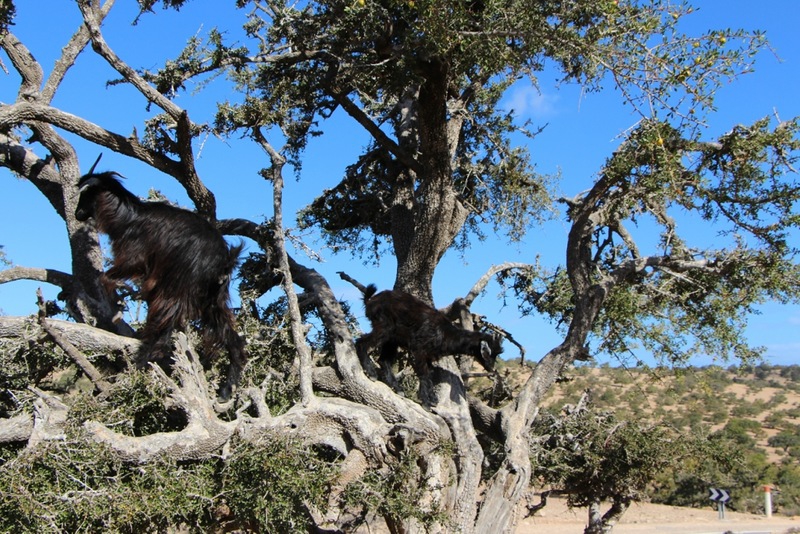 Марокко: козы на деревьях