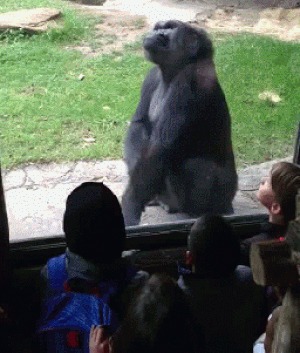 30 человек, нашедших своих новых лучших друзей в зоопарке