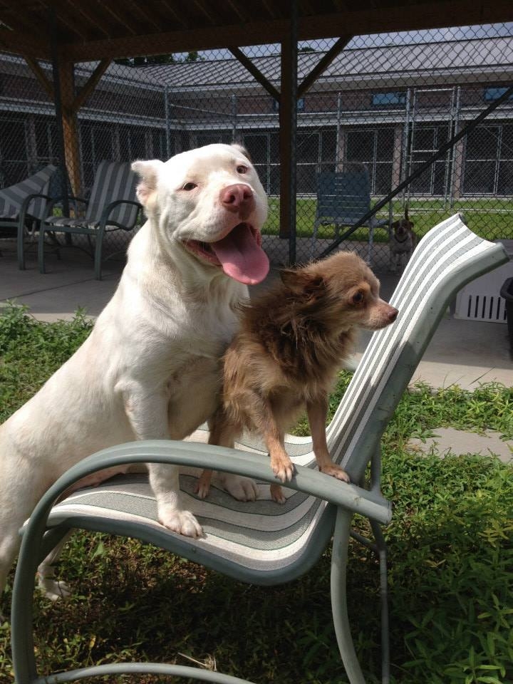 Трогательная дружба двух бродячих собак