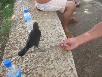 Ворона просит попить