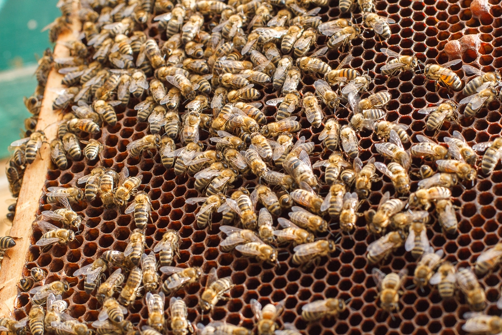 Пчелиная семья. Матка в пчелиной семье. Большая пчелиная семья. Пчела пчелиная семья.