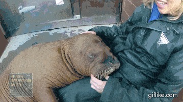 Тюлень со своим волонтёром