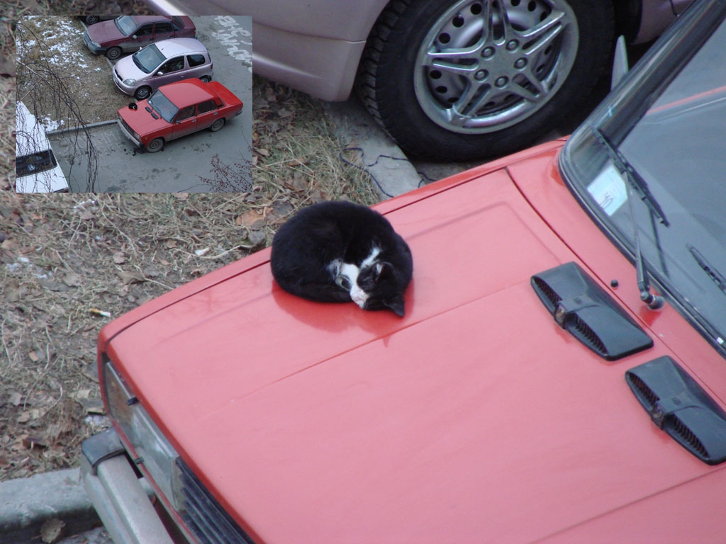 Кошка под капот. Кошка на капоте. Ушки на капот. Кошка под капотом. На машину на капот от кошек.