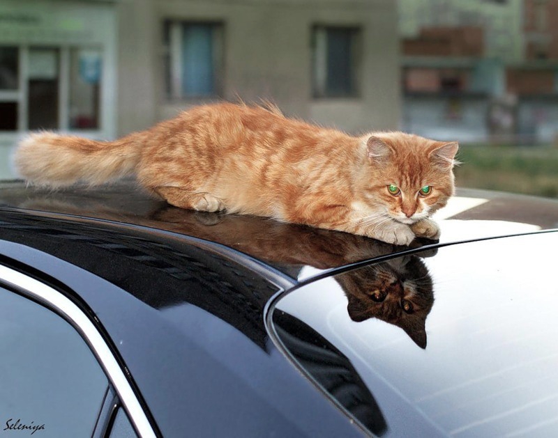 Кошка на капоте. Кот на крыше машины. Рыжий кот на капоте. Кошка на капоте машины.