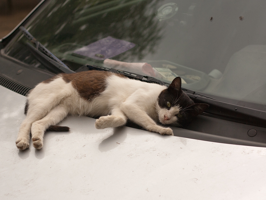 Кошка под капот. Кошка на капоте. Кот на капоте машины. Котенок на капоте. Кот уснул на капоте.