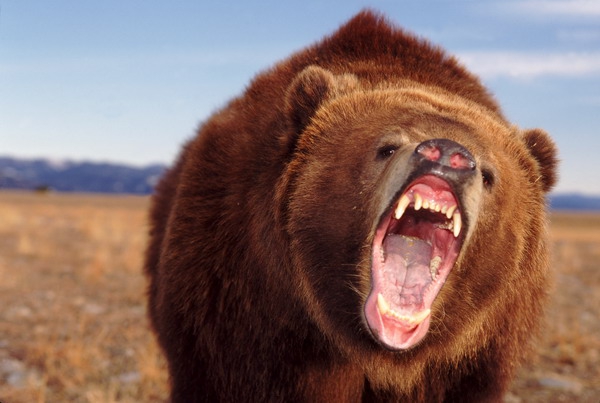 Символ России. Почему медведь?