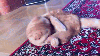 Ноги, что вы делаете, прекратите!