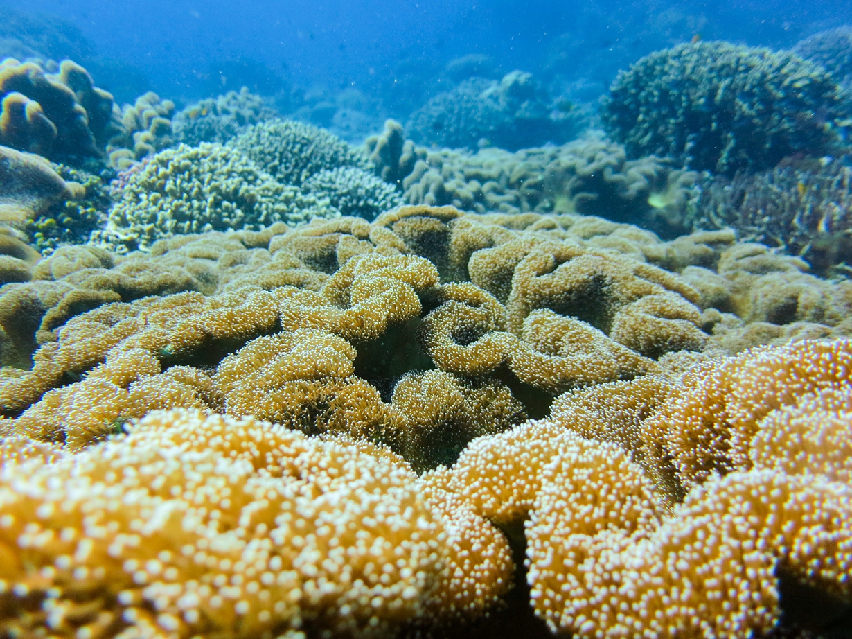 Рыбы коралловых рифов фото и названия
