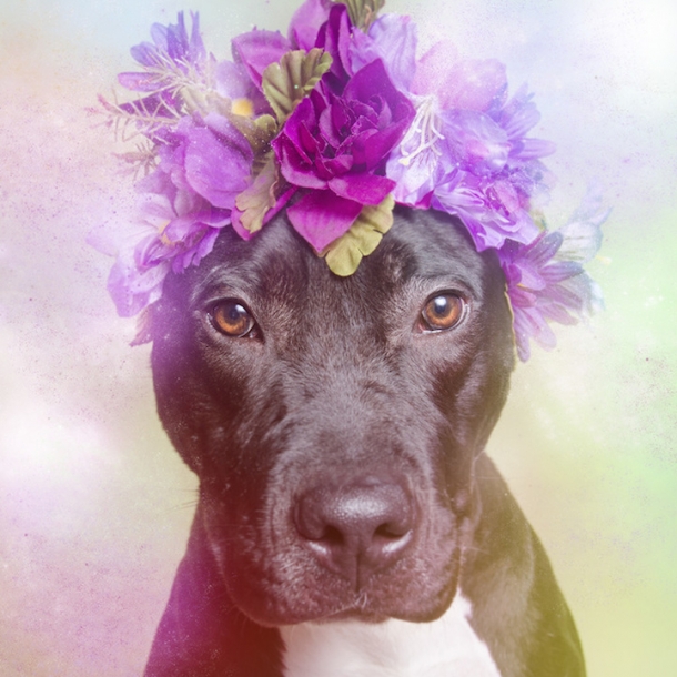 Романтические питбули в венках - благотворительный проект Софи Гаманд Софи Гаманд, собаки, фото