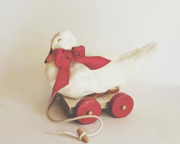 Таксидермистка ест мясо погибших животных