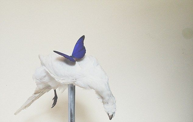 Таксидермистка ест мясо погибших животных