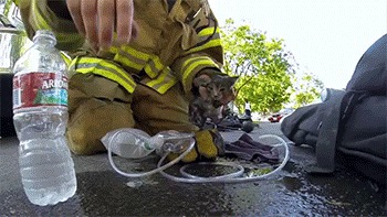 История спасения котейки