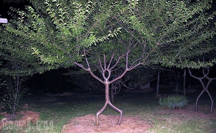 "Самые странные деревья в мире"