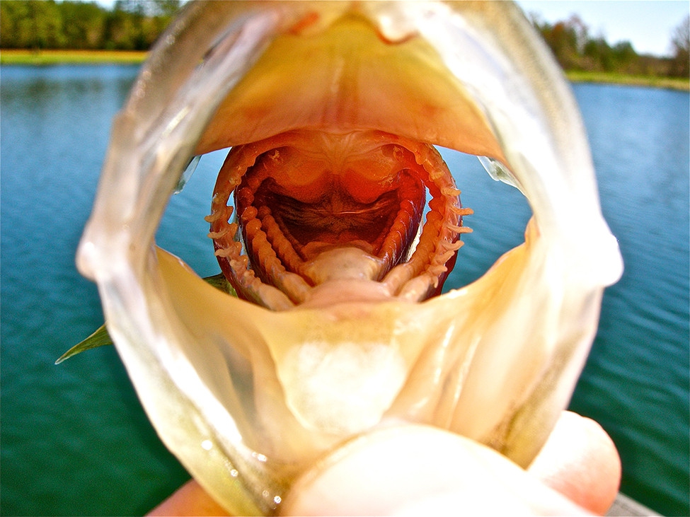 Рыбка открывает рот. Зубы окуня. Пасть судака.