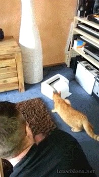 Гифки с котами