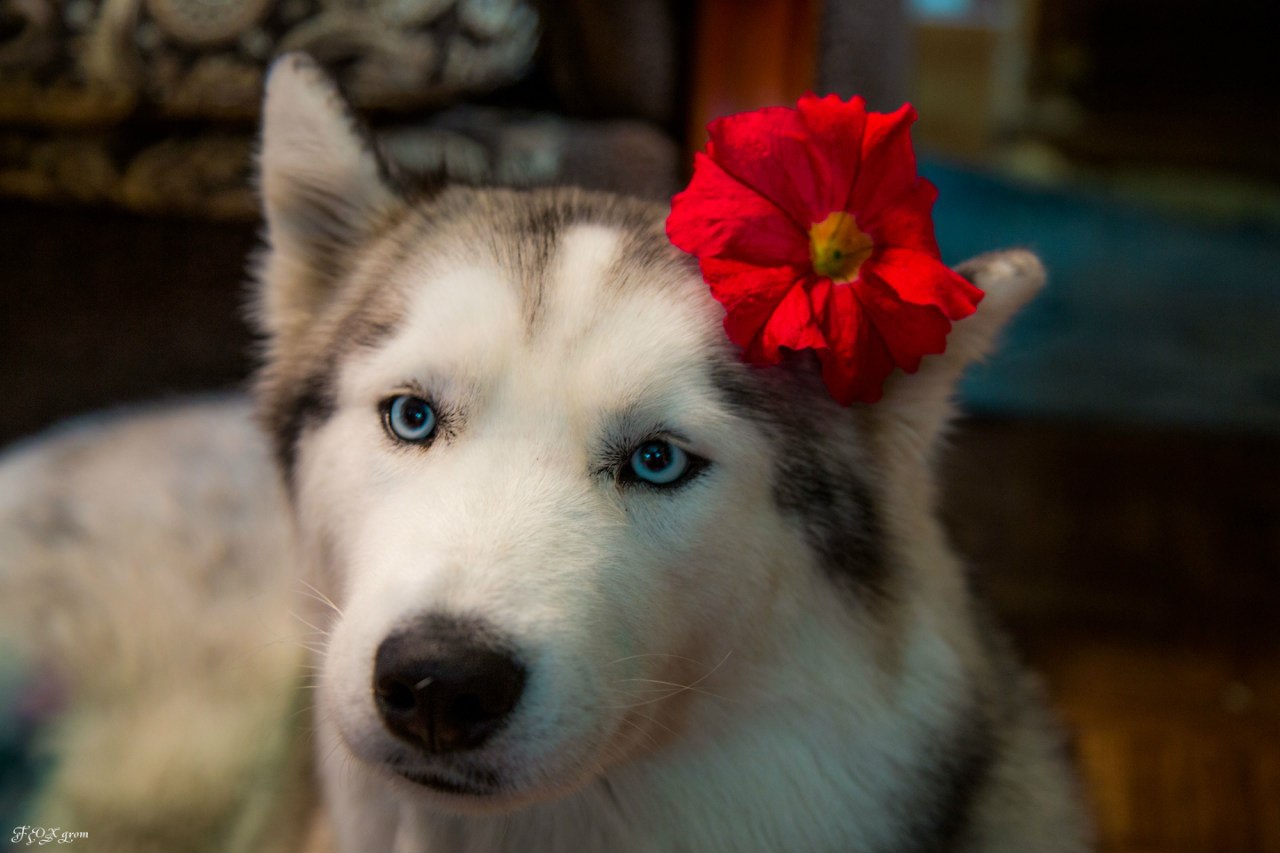 Алиса включи собаку. Милая хаски с цветком. Милый пёс породой хаски. Моя хаски. Фото богатых хасок.