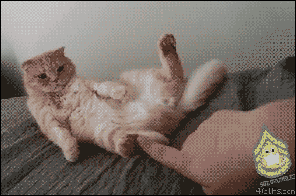 Гифки дня Гифки дня