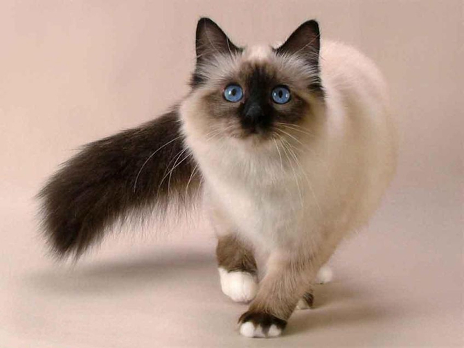Самые красивые кошки в мире