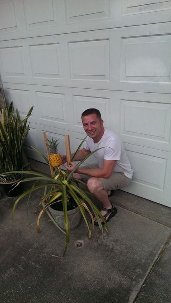 Что будет, если посадить в землю купленный в магазине ананас 