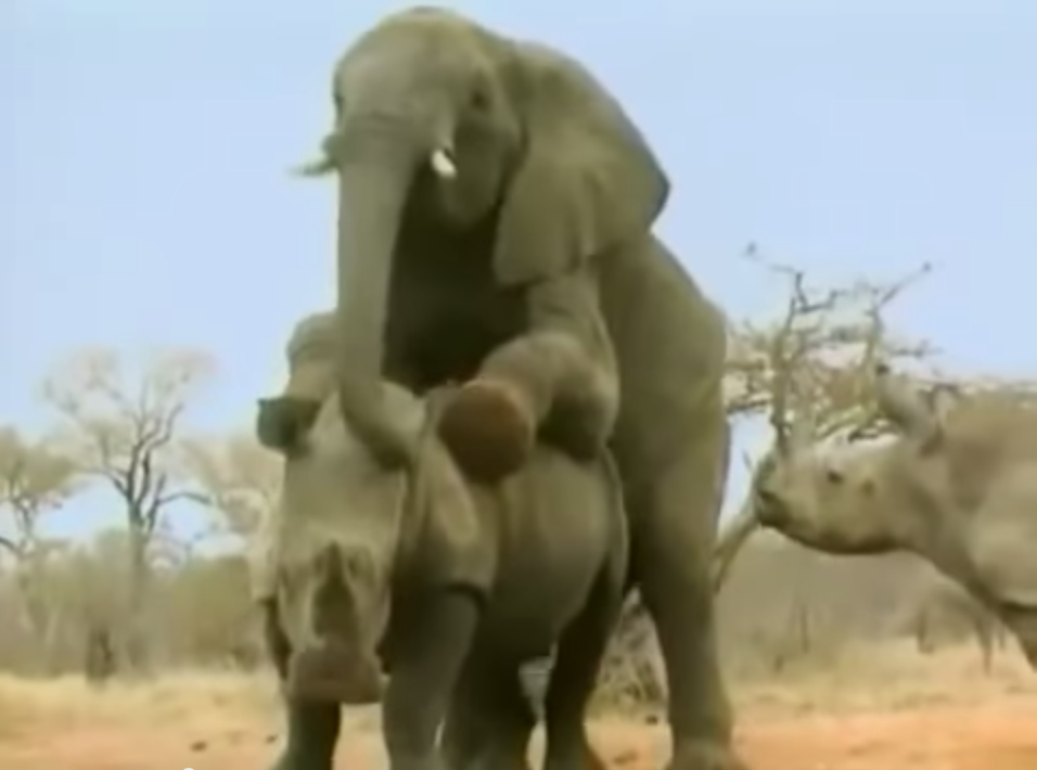 Elephant Fucking