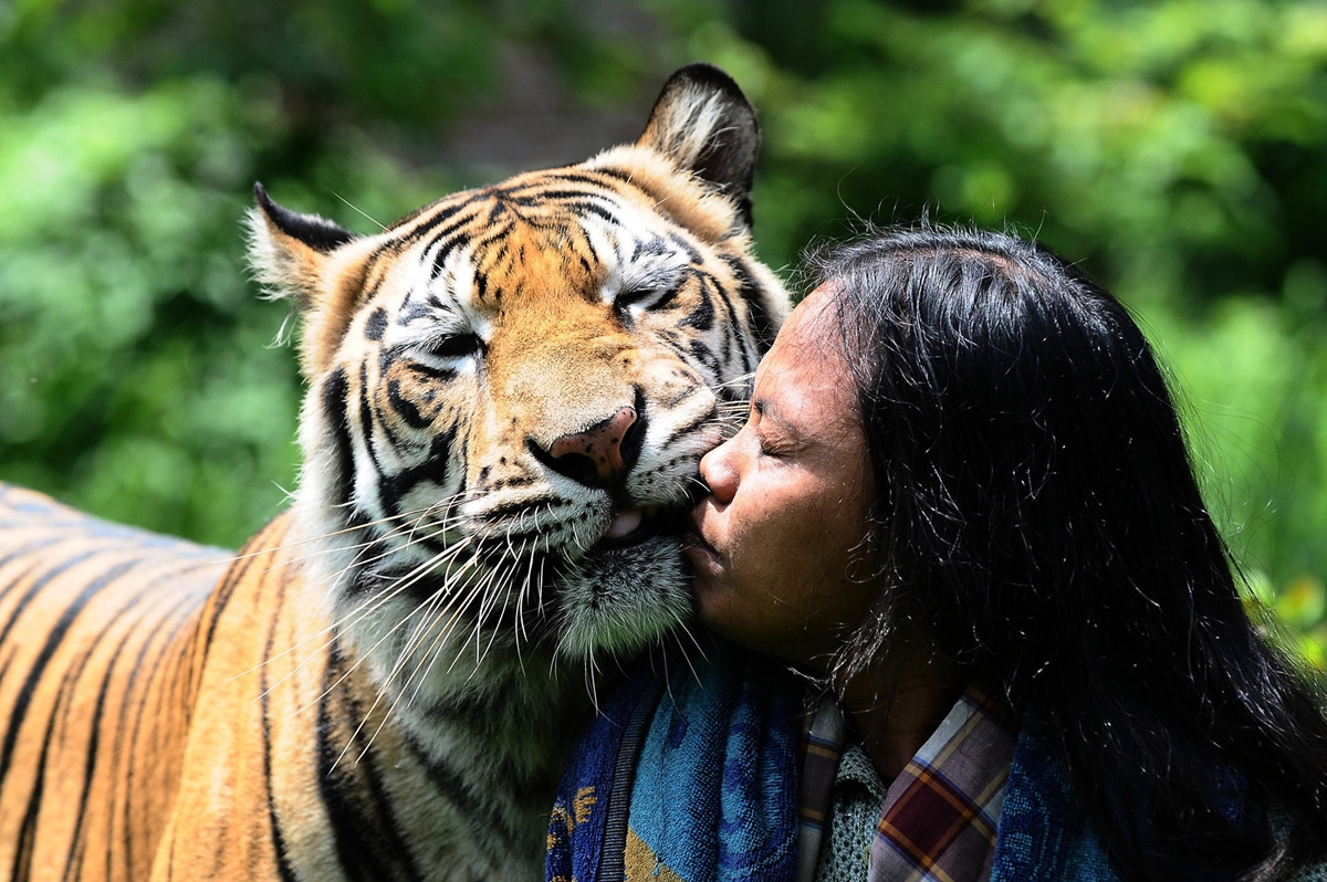 Толстый хищник. Амурский тигр и человек. Тигрица. Фотосессия с тигром.