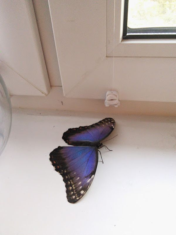 Появилась дома бабочка. Домашние бабочки. Дом бабочек. Бабочки в домашних условиях. Большие домашние бабочки.