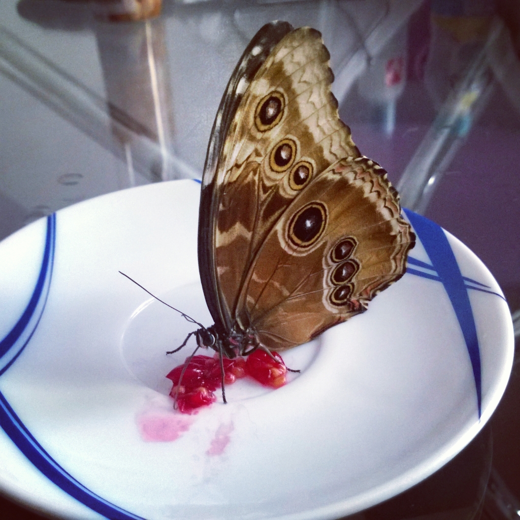 Сколько живут домашние бабочки. Домашняя бабочка. Пища бабочек. Живые бабочки. Еда для бабочек.