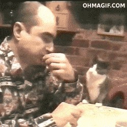 Кот просит еду