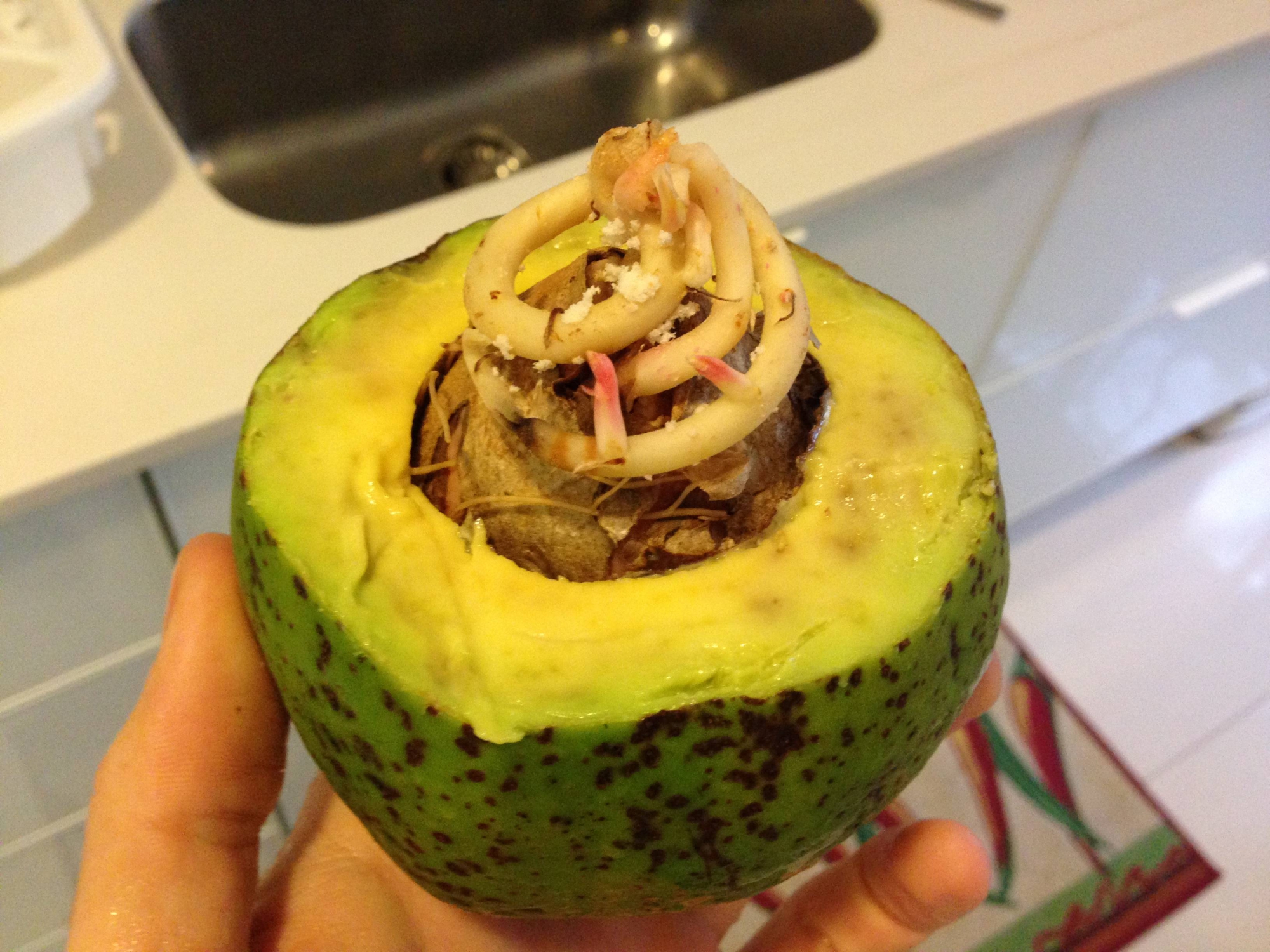 авокадо внутри фото