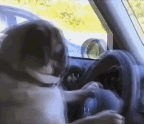 Почему собаки отвратительные водители