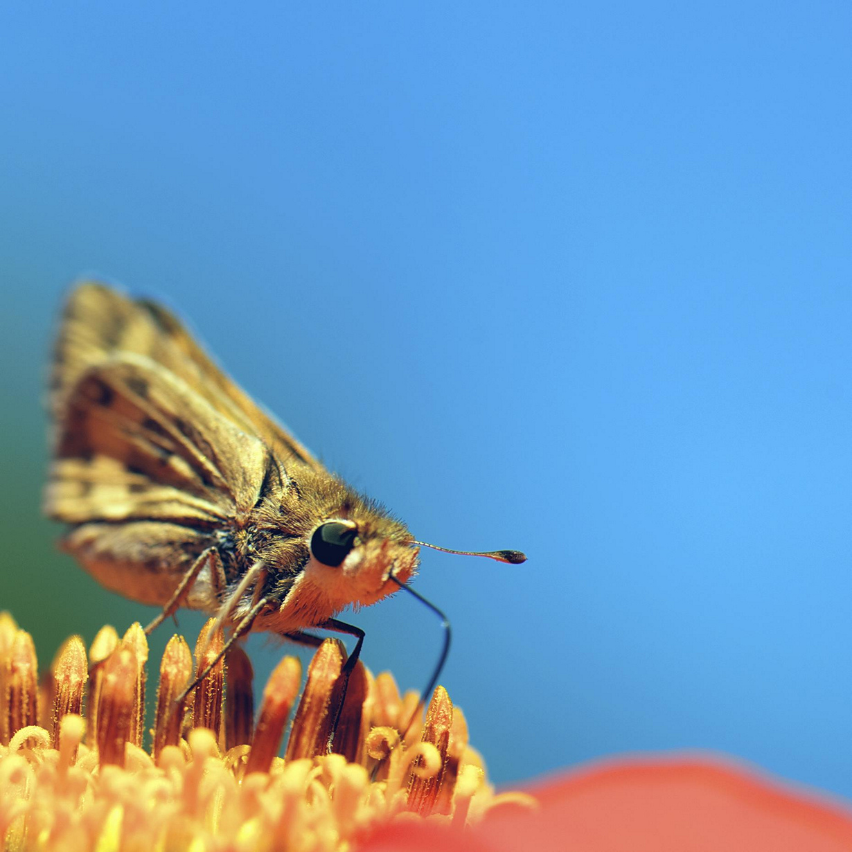 Насекомые питающиеся нектаром. Насекомое нектар. Насекомые питаются пыльцой. Бабочка собирает нектар.