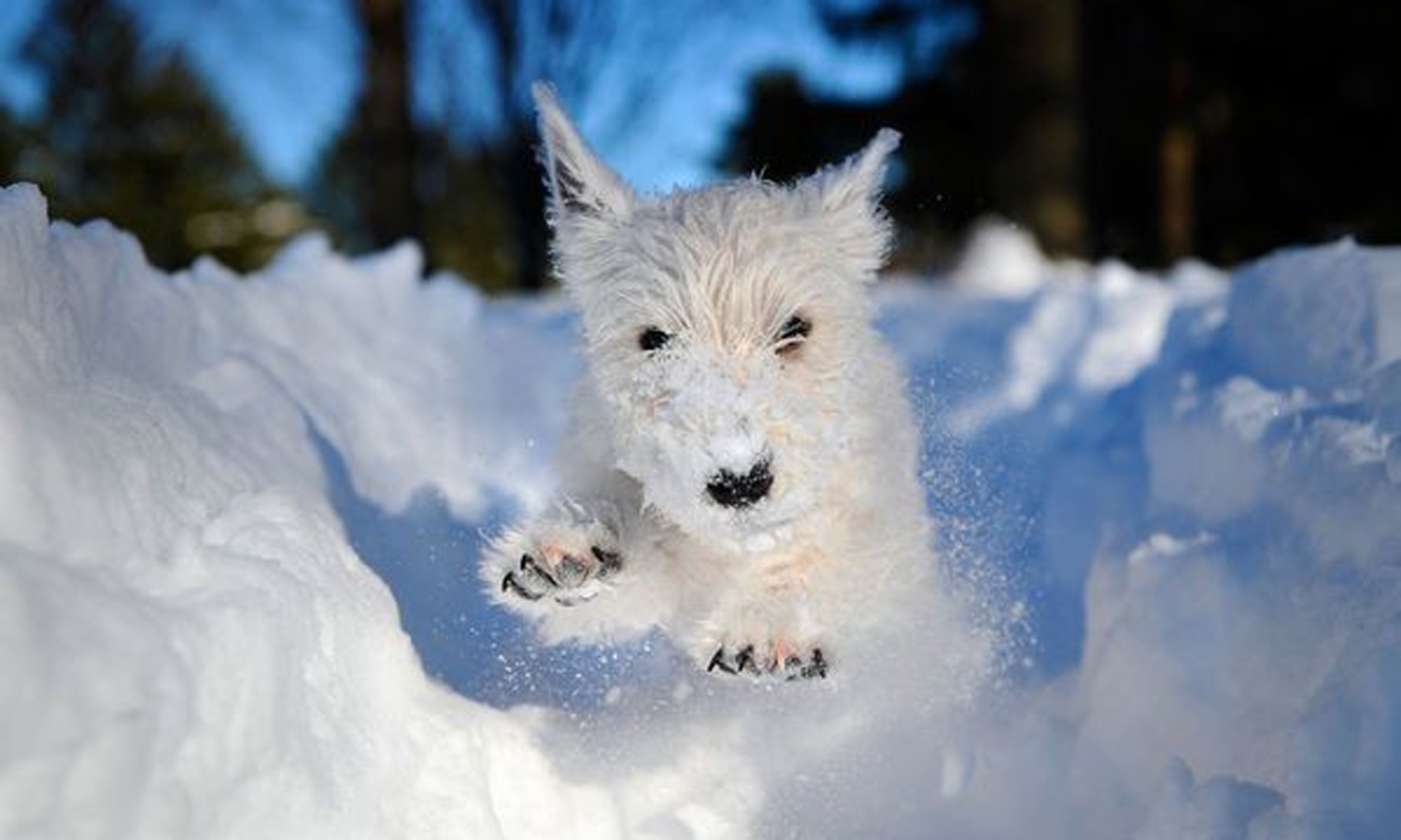 Собака снежок. Зимние животные. Животные в снегу. Собака зимой. Зимние звери.