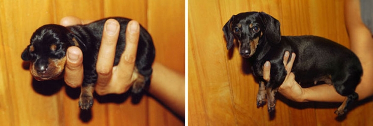 Щенки, выросшие во взрослых собак в стиле "до и после"