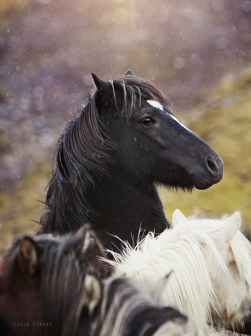 Буйная красота исландских лошадей