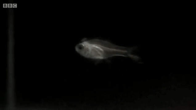 Почему эта крошечная рыбка плюётся плазмой?