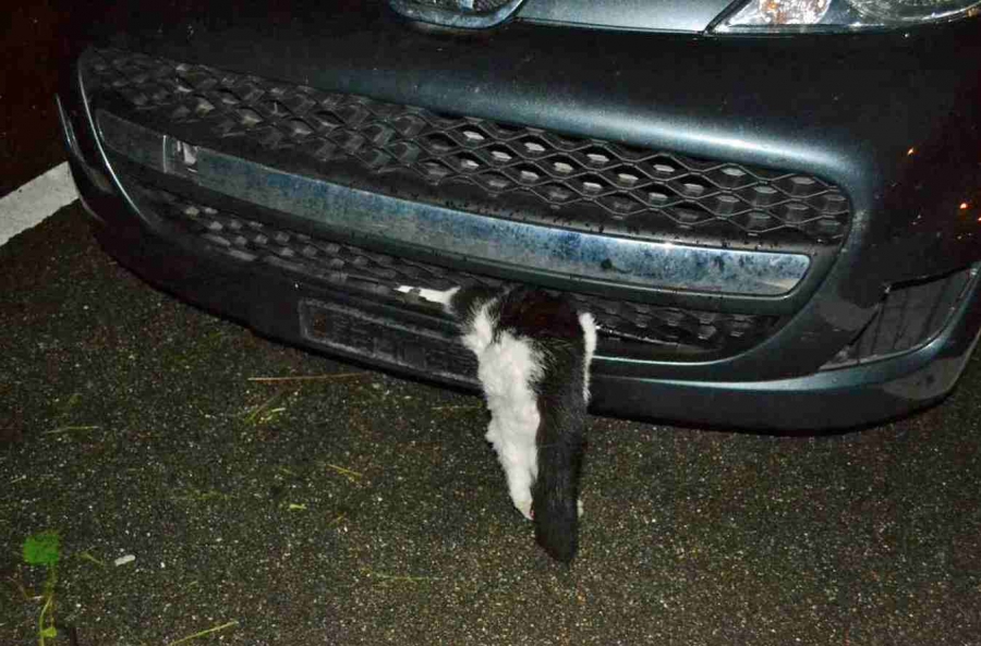 Кот пережил удар автомобиля на скорости 120 км/ч