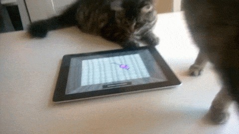 Кот играет в планшет