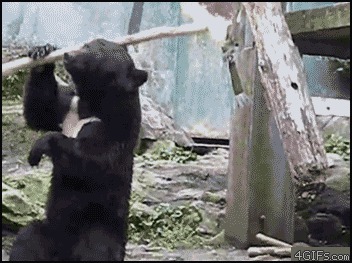  История медвежонка