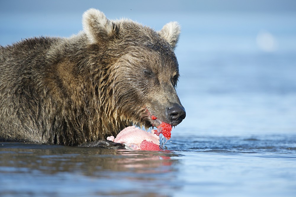Питание медведя. Еда бурого медведя. Фотография бурого медведя с едой. Медвежий.