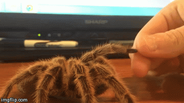 Гифки дня Гифки дня