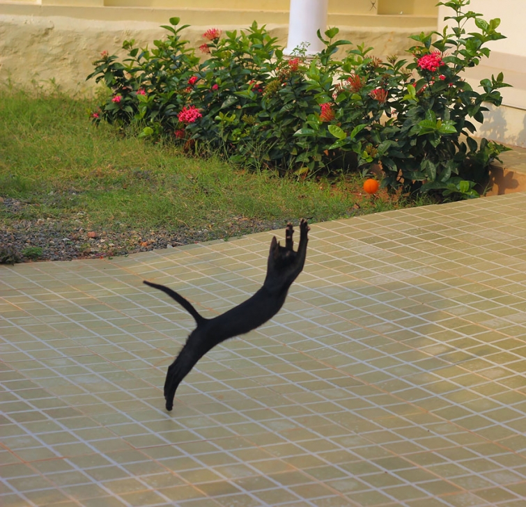 Летающие ниндзя-коты 