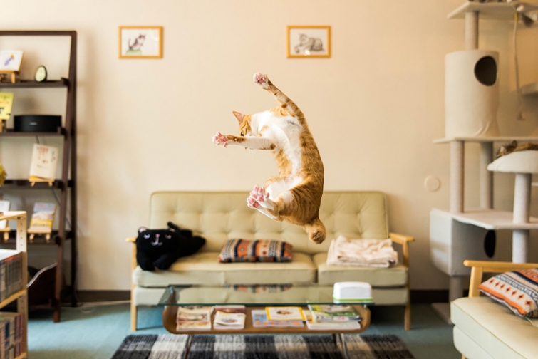 Летающие ниндзя-коты 
