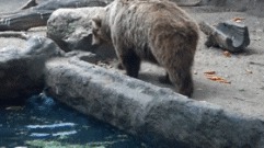 История одного медвежонка