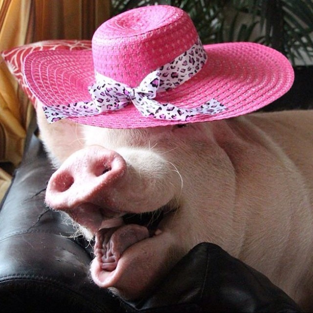 Свинья в шапке