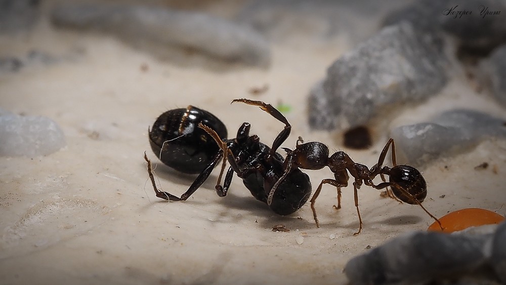 Королева муравьев фото