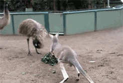 Очаровательные кенгурята 