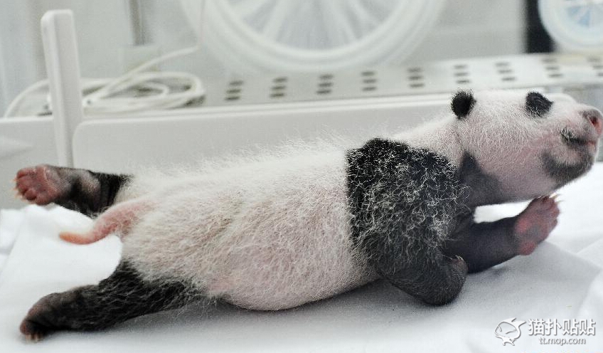 Родившийся детеныш панды. Детёныш панды новорожденный. Панда рождается. Малыш панды новорожденный. Шерсть панды.