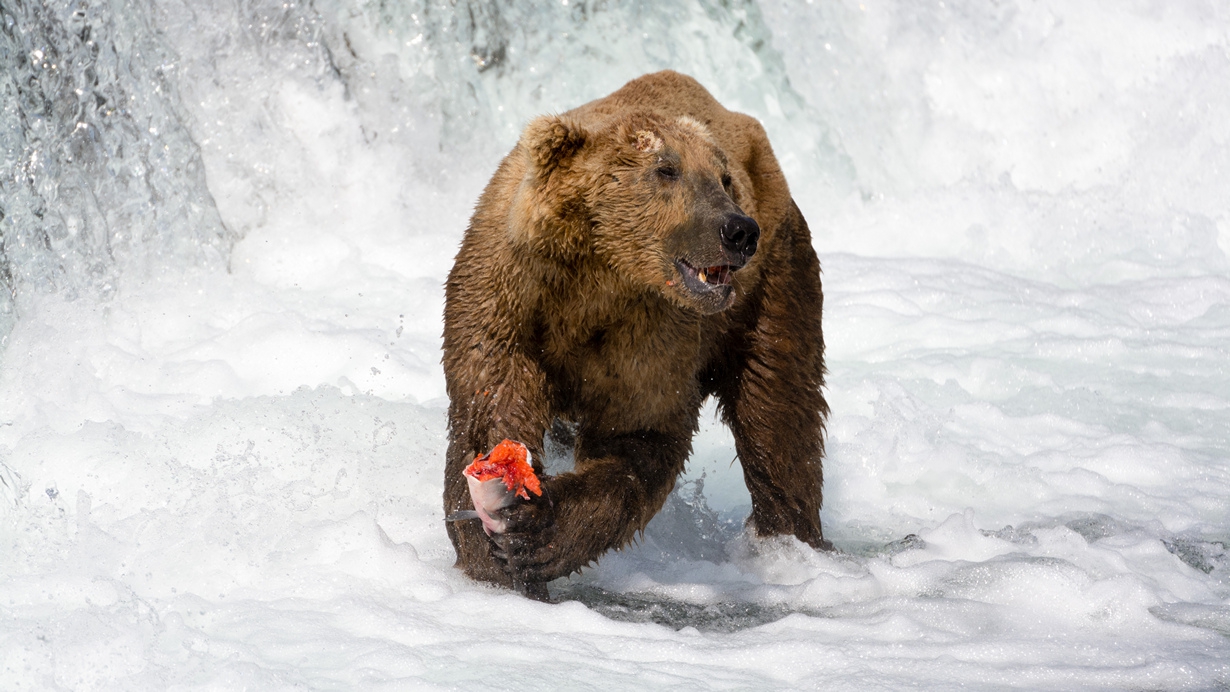 Медведь ловит рыбу зимой